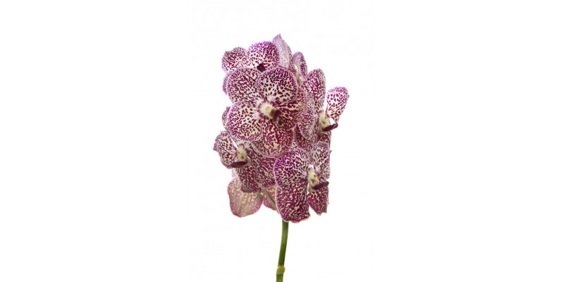 Orchid Vanda Ocelot Sienna A1 Col-Milka