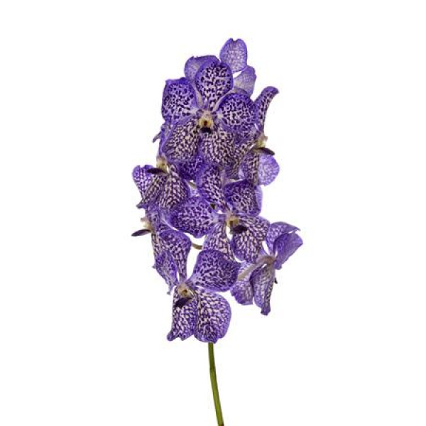 Orchid Vanda Sunanda Violet Ink A1 Col-Milka