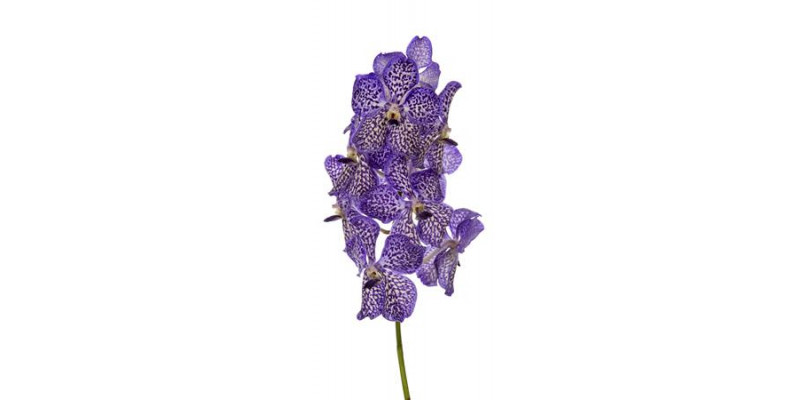 Orchid Vanda Sunanda Violet Ink A1 Col-Milka