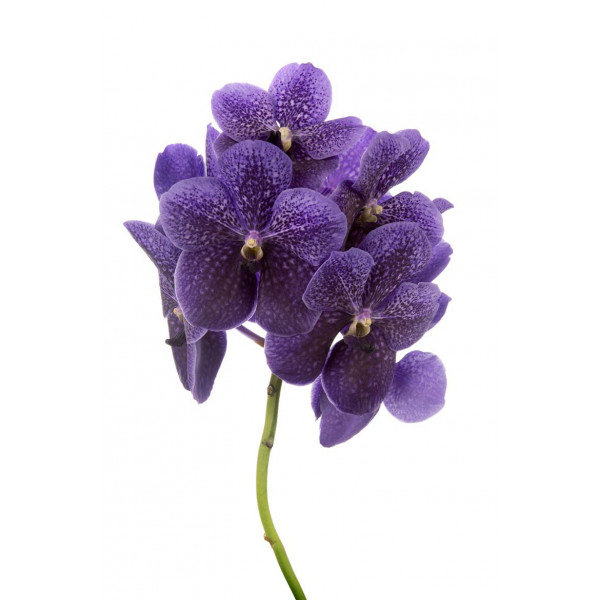 Orchid Vanda Sumathi Grape Blue A1 Col-Milka