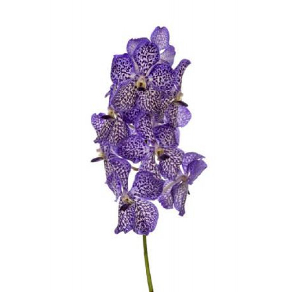 Orchid Vanda Light New Blue 30cm A1 Col-Milka