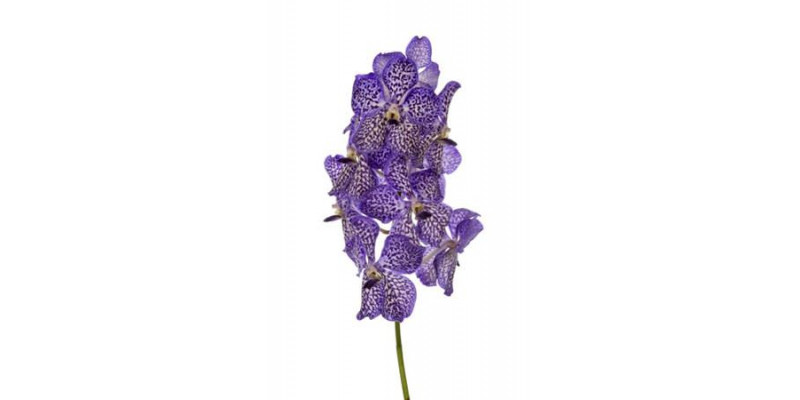 Orchid Vanda Light New Blue 30cm A1 Col-Milka