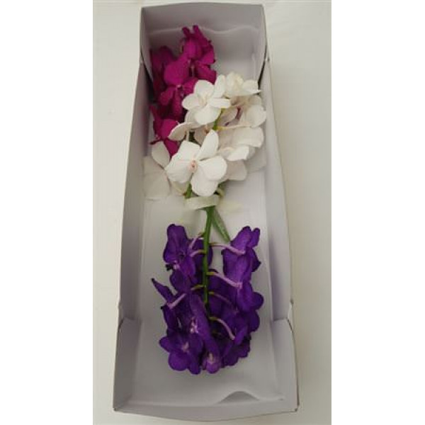 Orchid Vanda Trio Doos  Col-Milka