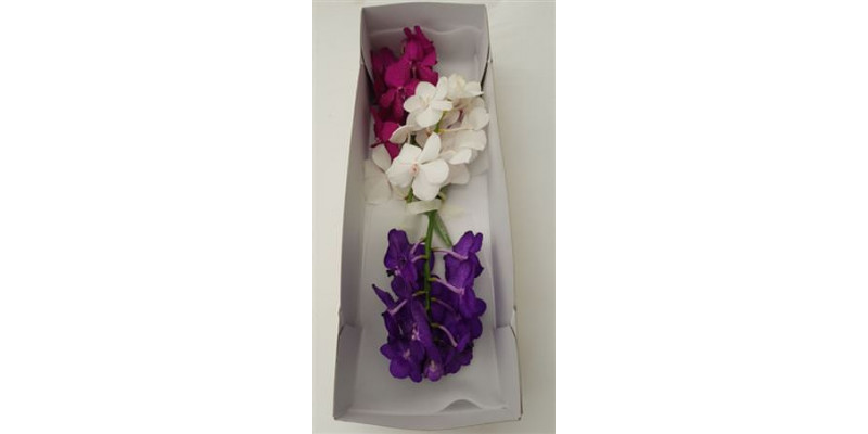 Orchid Vanda Trio Doos  Col-Milka