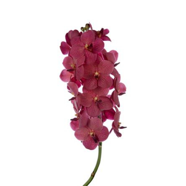 Orchid Vanda Red 320 0cm A1 Col-Milka