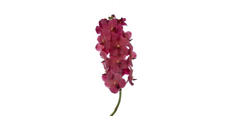 Orchid Vanda Red 320 0cm A1 Col-Milka