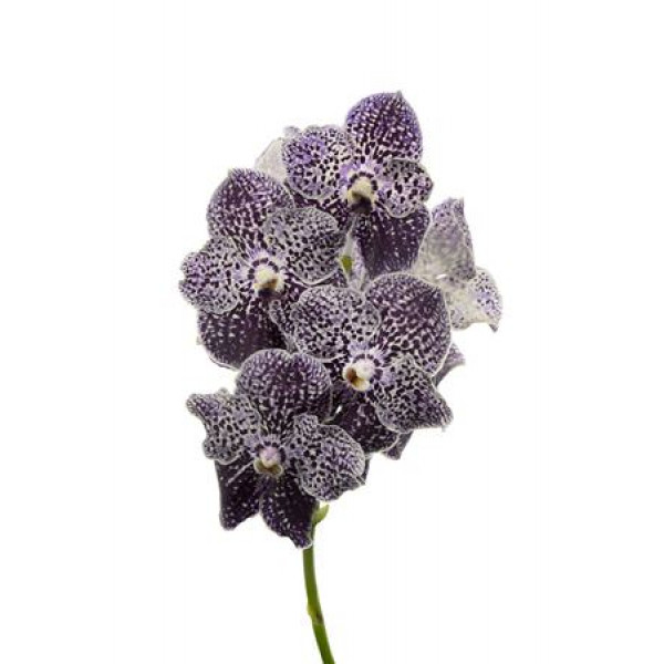 Orchid Vanda Violet Spot 779 0cm A1 Col-Milka