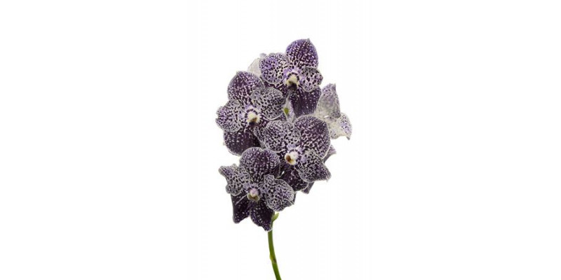 Orchid Vanda Violet Spot 779 0cm A1 Col-Milka