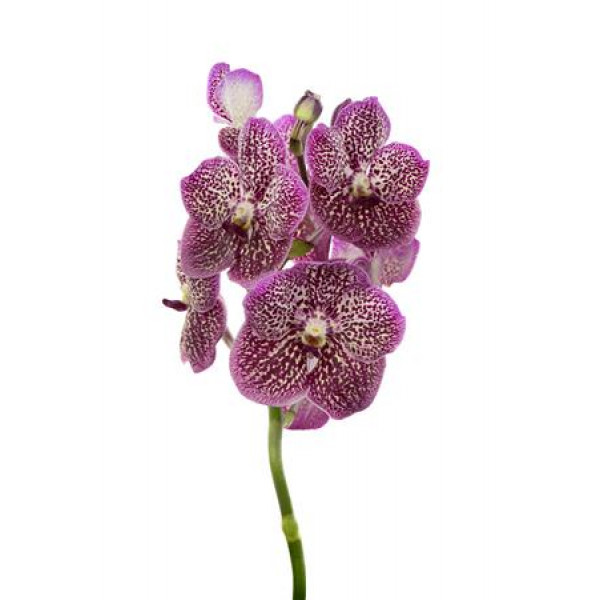 Orchid Vanda French Rose Spot 0cm A1 Col-Milka