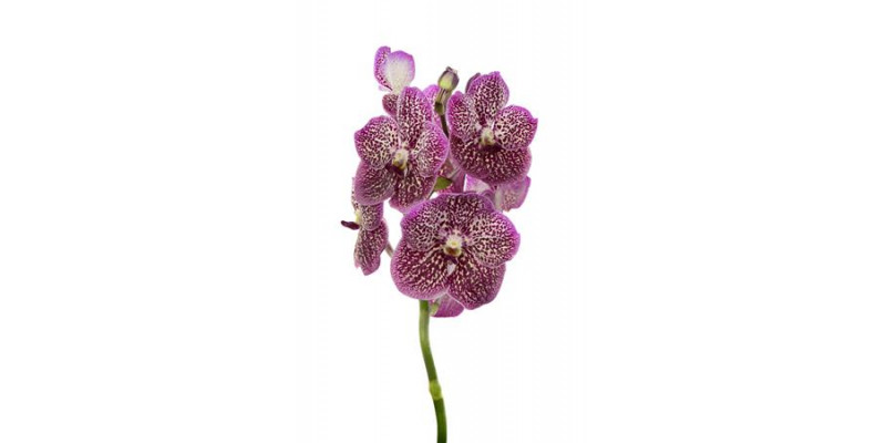 Orchid Vanda French Rose Spot 0cm A1 Col-Milka