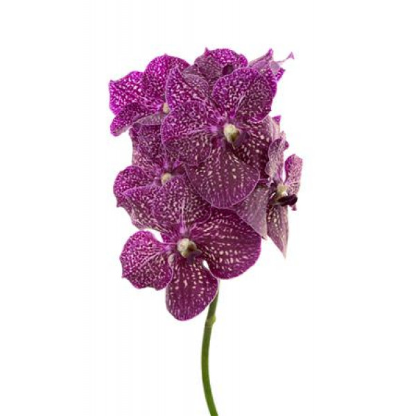 Orchid Vanda Purple Red 600 0cm A1 Col-Milka