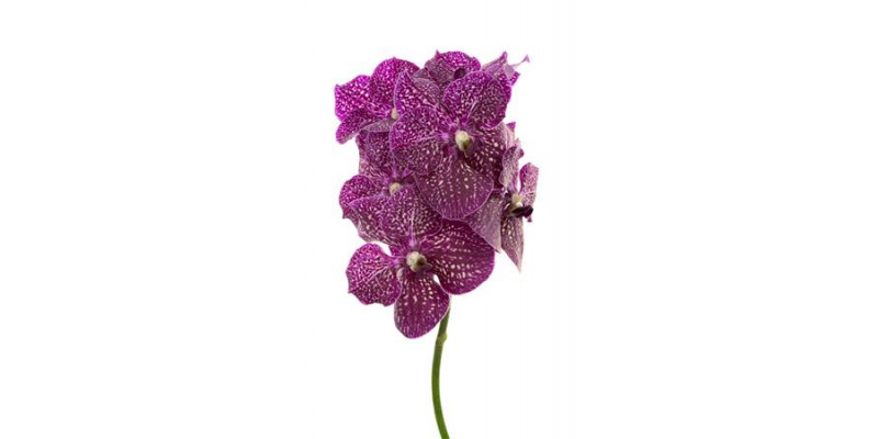 Orchid Vanda Purple Red 600 0cm A1 Col-Milka