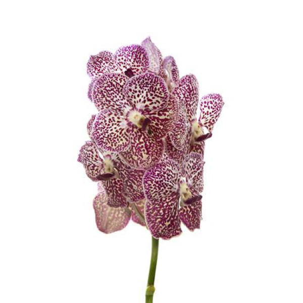 Orchid Vanda Ocelot Sienna 0cm A1 Col-Milka