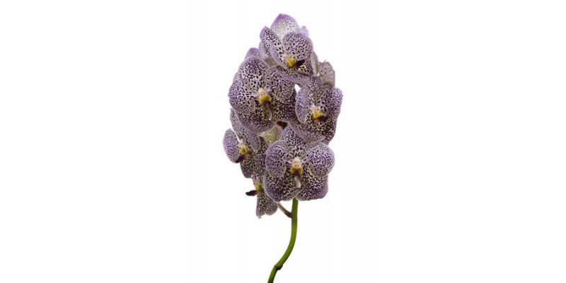 Orchid Vanda Grape Berry Spot  A1