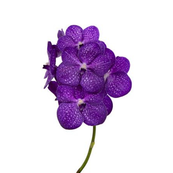 Orchid Vanda Bright Purple  A1