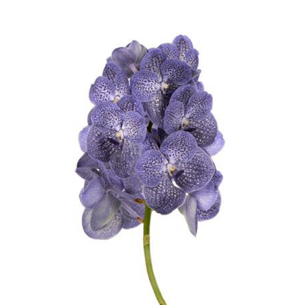 Orchid Vanda Blue Spot 800  A1