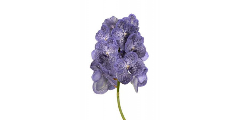 Orchid Vanda Blue Spot 800  A1