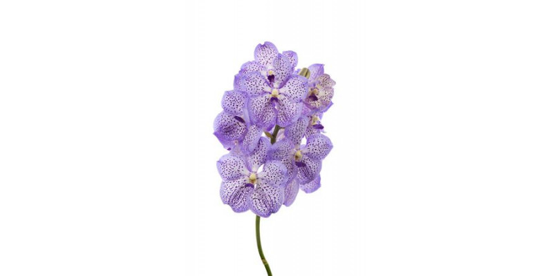 Orchid Vanda Mauve Spot 755  A1