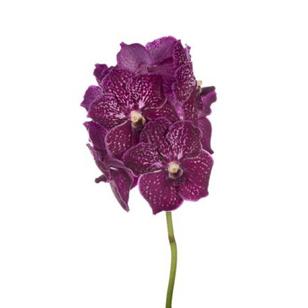 Orchid Vanda Nitaya Ruby Love  A1