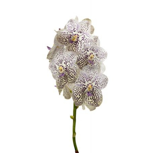 Orchid Vanda Violet Snow  A1