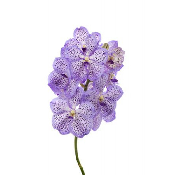 Orchid Vanda Mauve Spot 755  A1