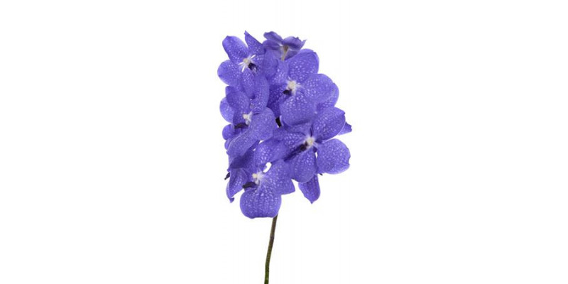 Orchid Vanda Light New Blue 30cm A1