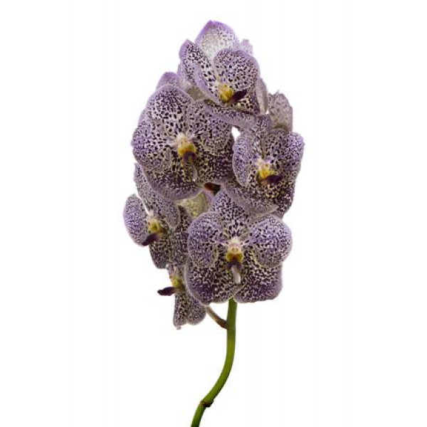 Orchid Vanda Grape Berry Spot  A1