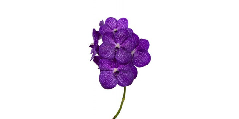 Orchid Vanda Bright Purple  A1