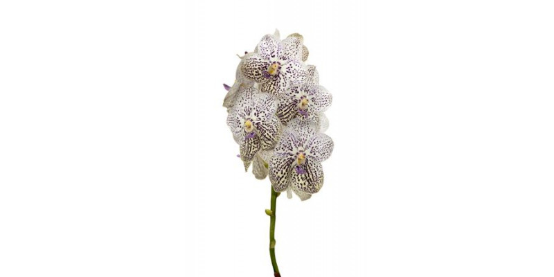 Orchid Vanda Violet Snow  A1