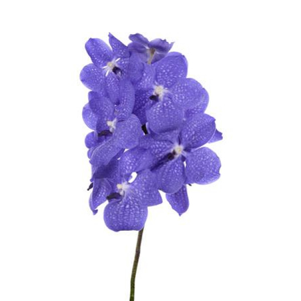 Orchid Vanda Light New Blue 30cm A1