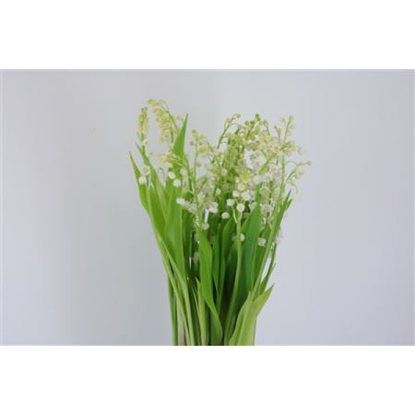 Convallaria Majalis X25 20cm A1 Col-White