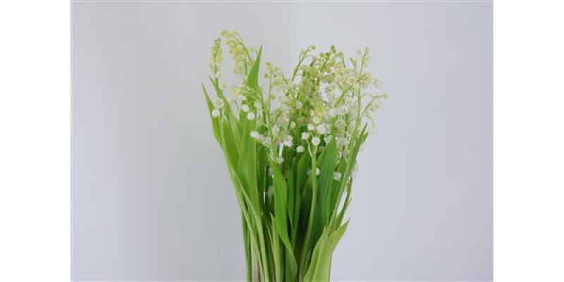 Convallaria Majalis X25 20cm A1 Col-White