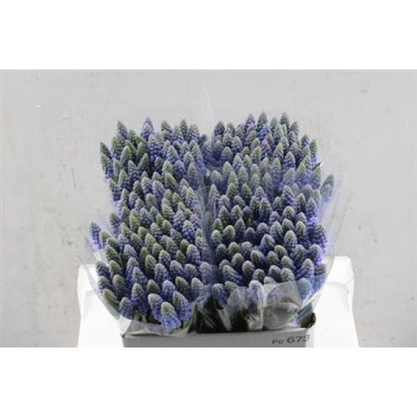 Muscari Blauw P St 30 cm 