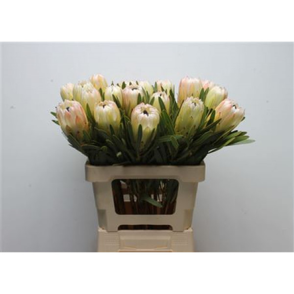 Protea White Night 60cm A1