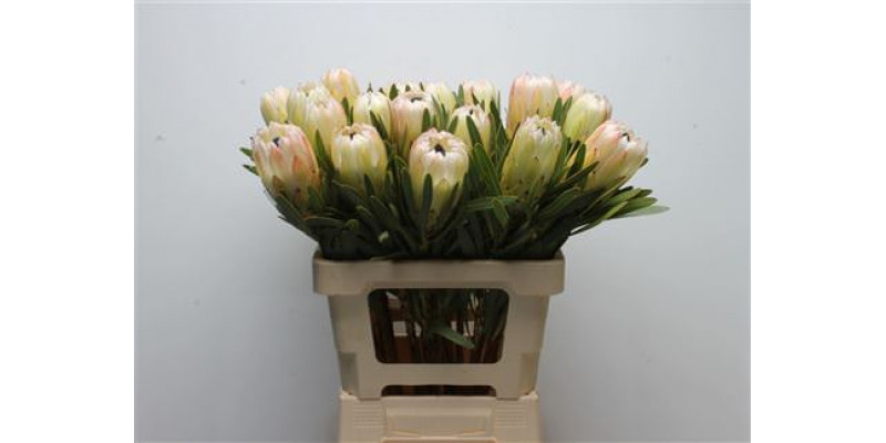 Protea White Night 60cm A1