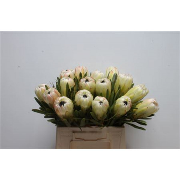 Protea White Night 40cm A1