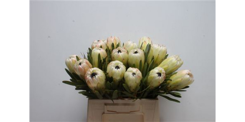 Protea White Night 40cm A1