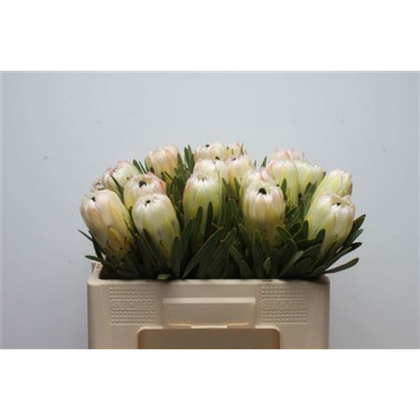 Protea White Night 50cm A1