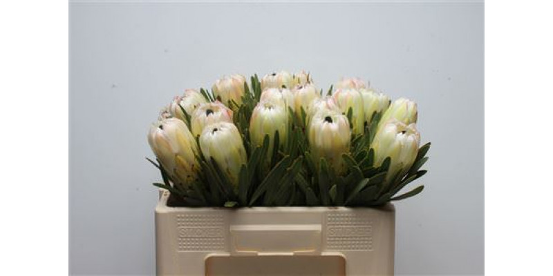 Protea White Night 50cm A1