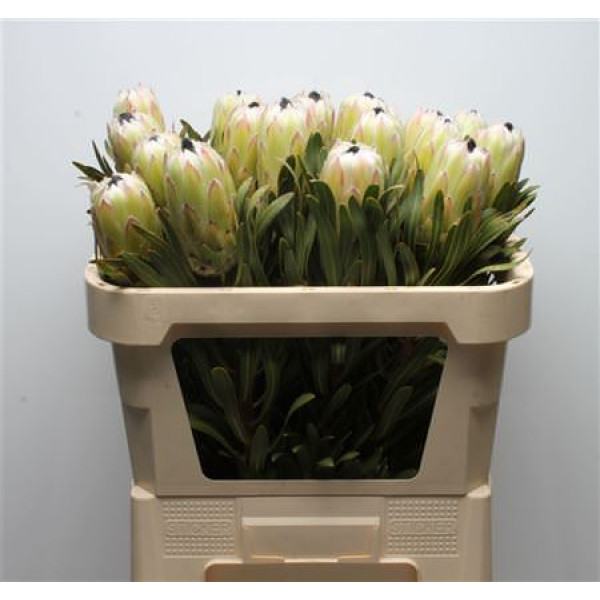 Protea White Night 70cm A1