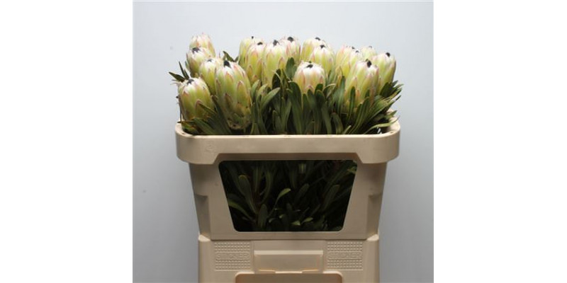 Protea White Night 70cm A1