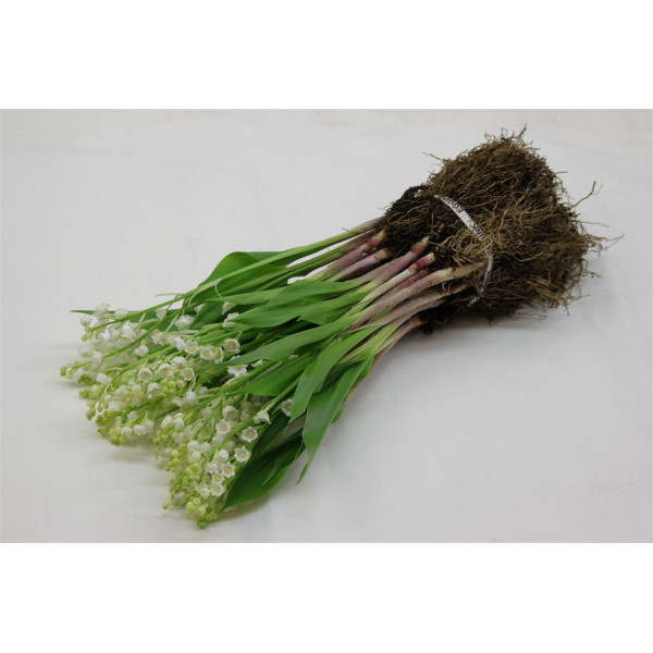 Convallaria Majalis 40cm  Col-White