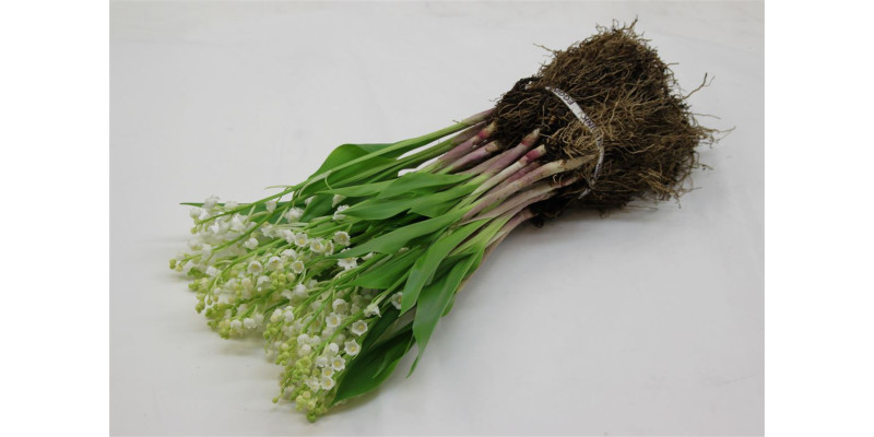 Convallaria Majalis 40cm  Col-White
