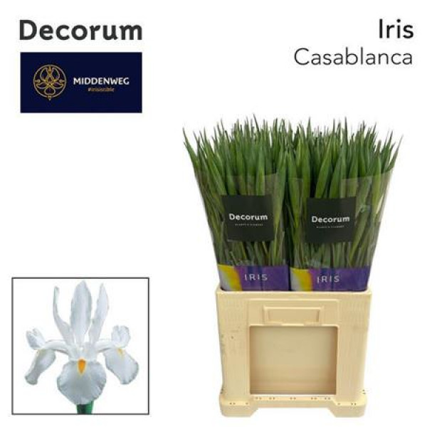 Iris Casablanca 68cm A1