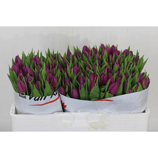 Tulips En Overig Paars 39 cm A1