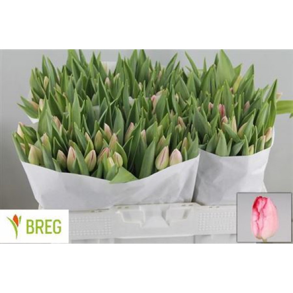 Tulips En Ganders Rhapso 35cm A1 Col-Pink