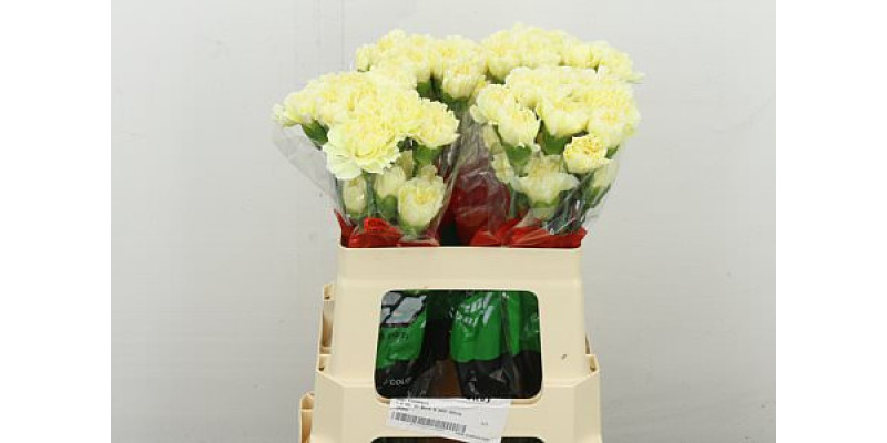 Dianthus .st Cream Polimia 55 55 cm 