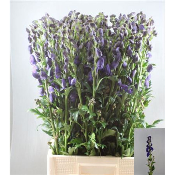 Aconitum Arendsii 70cm A1 Col-Red