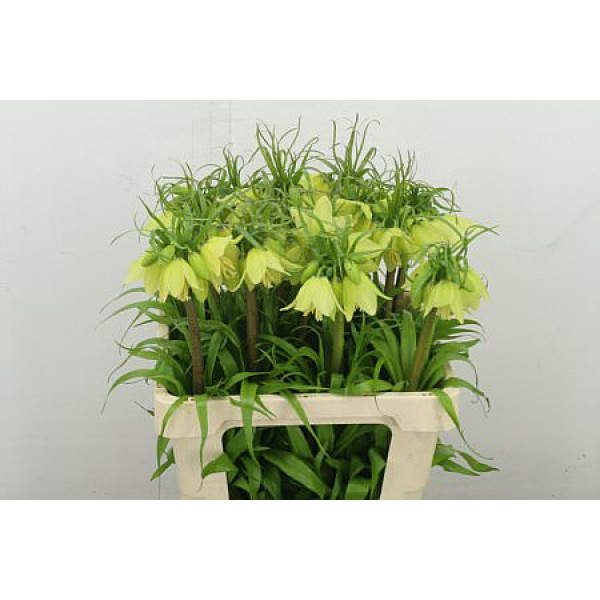 Frit Imperialis 55 cm A1