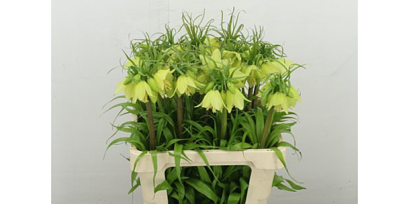 Frit Imperialis 55 cm A1